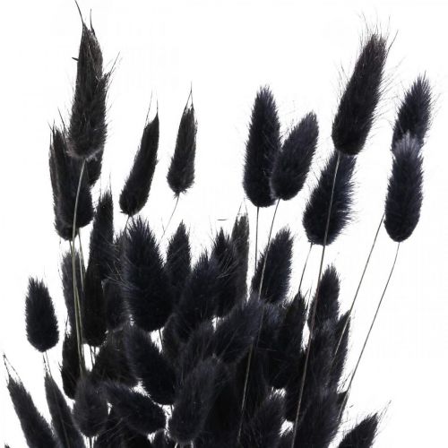 Prodotto Erba coda di lepre Lagurus secca nera 60cm 50g