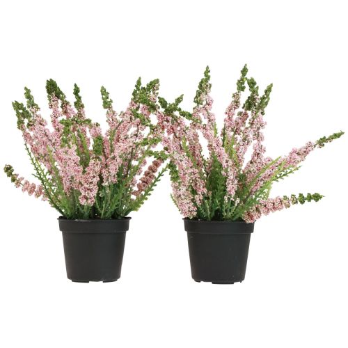 Floristik24 Erika scopa erica erica in vaso rosa H17cm set di 2