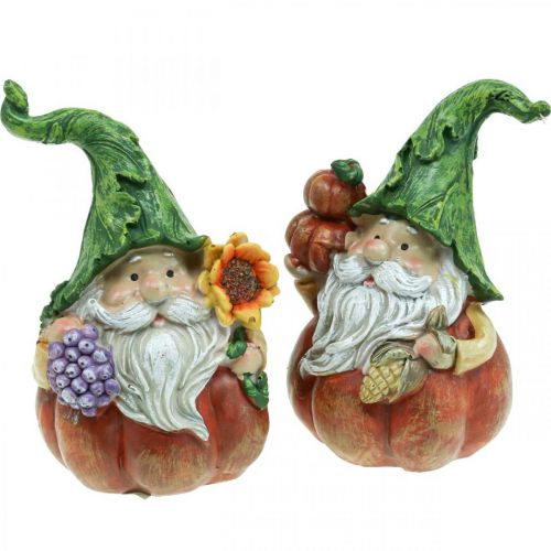 Floristik24 Gnomo autunnale zucca decorazione gnomo figura assortita H11,5 cm 2 pezzi