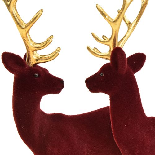 Floristik24 Cervo Deco Renna Bordeaux Vitello dorato floccato 20 cm Set di 2