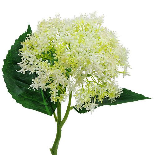 Floristik24 Sambuco bianco 42 cm