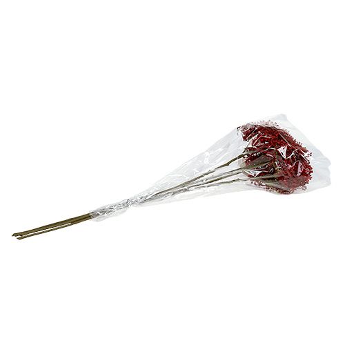 Floristik24 Ramo di fiori di sambuco rosso 55cm 4 pezzi