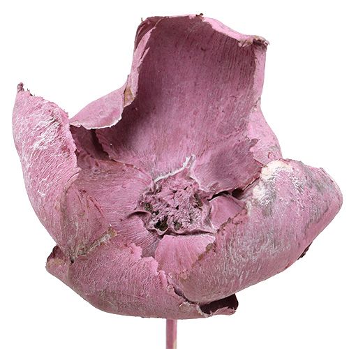 Floristik24 Fiore in legno, tazza di palma mix rosa-erika 25 pz