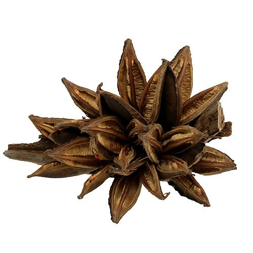 Floristik24 Decorazione in legno Penca Sororoca Naturale 1 pz