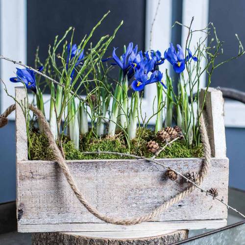 Floristik24 Cassetta in legno per piantare, cassetta degli attrezzi, cassetta per piante con manico, decorazione in legno 30 cm