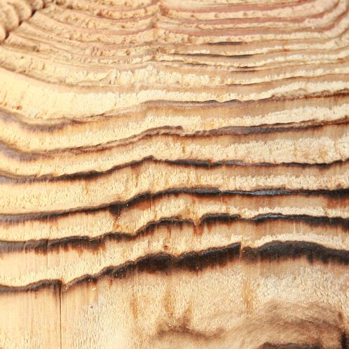 Prodotto Fungo in legno per fungo decorativo in piedi in legno di Paulownia Ø15cm H28cm