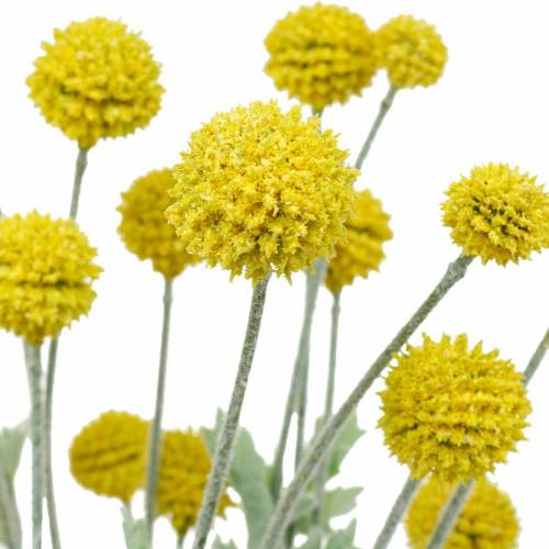 Floristik24 Bacchetta Gialla Artificiale Craspedia Fiori Di Seta