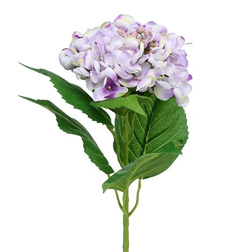 Ortensia viola-bianca 60 cm