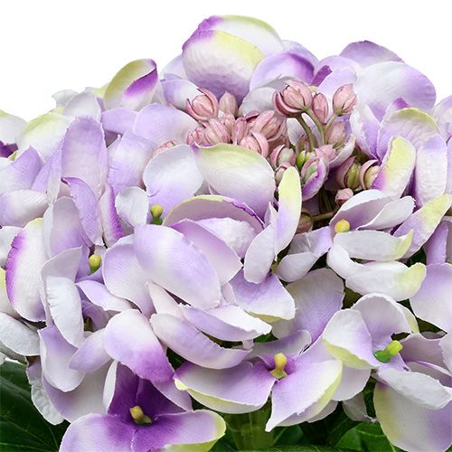 Floristik24 Ortensia viola-bianca 60 cm
