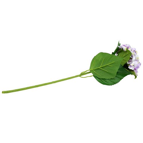 Floristik24 Ortensia viola-bianca 60 cm