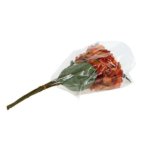 Floristik24 Ortensia arancione 30cm 3pz