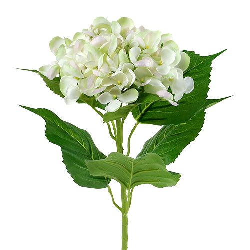 Ortensia bianco-verde 60cm | Floristik24.it