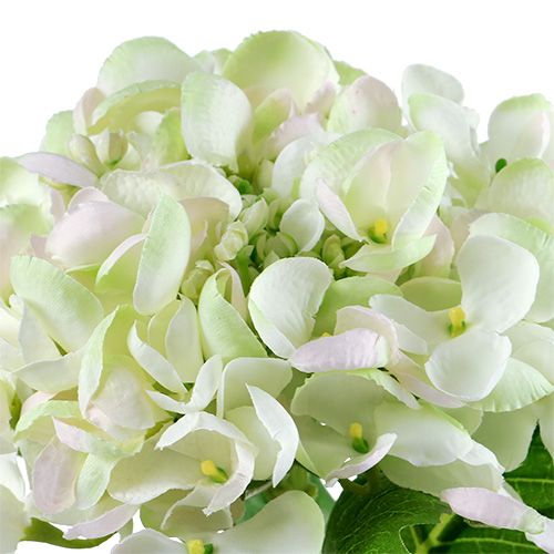 Ortensia bianco-verde 60cm | Floristik24.it