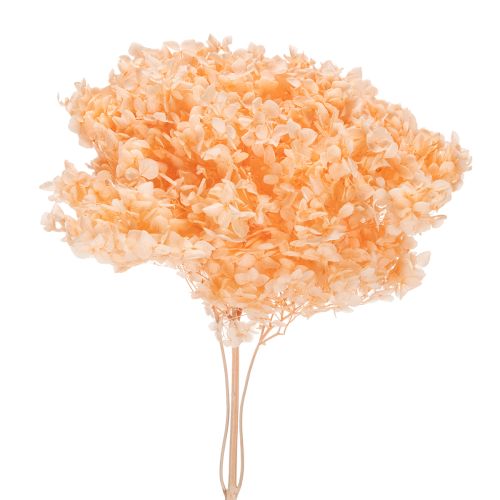 Bouquet di fiori secchi di ortensia per eleganti decorazioni floreali in casa, 65 cm