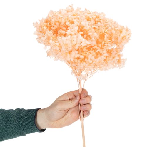 Prodotto Bouquet di fiori secchi di ortensia per eleganti decorazioni floreali in casa, 65 cm