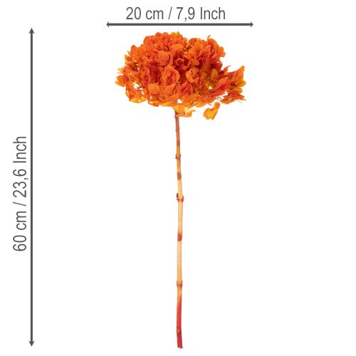 Ortensia, conservata e tinta, fiore grande con stelo lungo, 60 cm | Floristik24.it