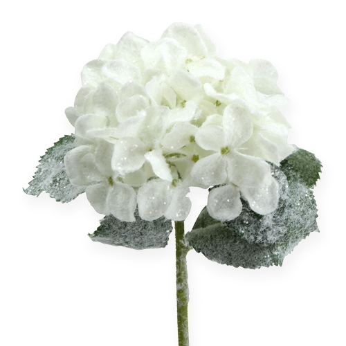 Floristik24 Ortensia bianca con effetto neve 25cm