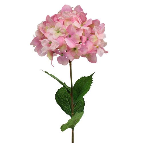 Floristik24 Ortensia rosa 68 cm
