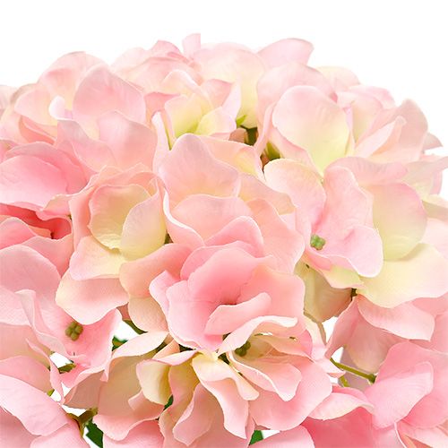 Floristik24 Ortensia rosa L 70 cm