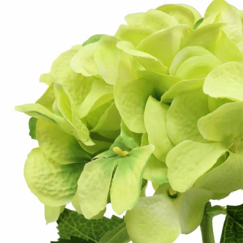 Floristik24 Ortensia verde 54cm
