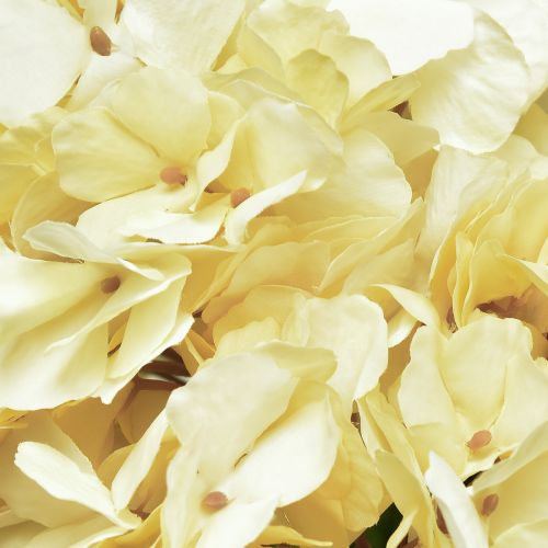 Floristik24 Bouquet di ortensie fiori artificiali gialli 5 fiori 48 cm