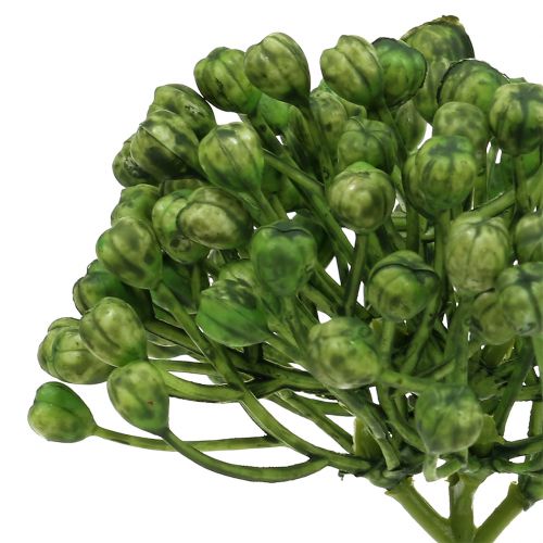 Prodotto Raccogli boccioli di ortensia 22 cm verde 12 pz