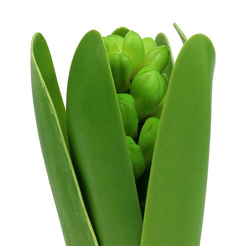 Floristik24 Giacinto verde 15 cm con cipolla 3 pezzi