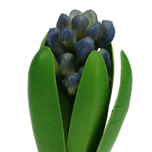 Floristik24 Giacinto con cipolla blu 15 cm 3 pezzi