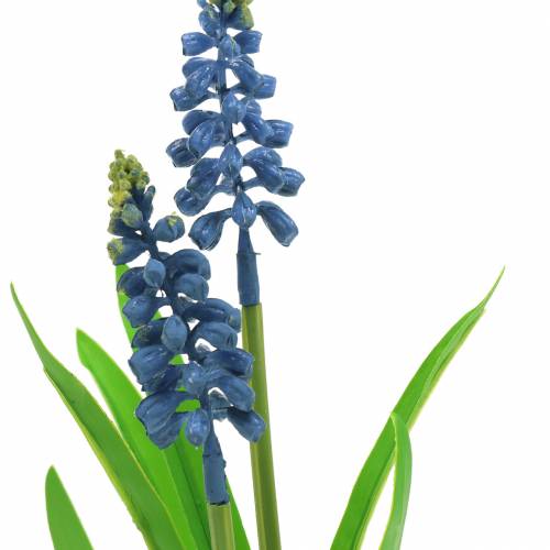 Floristik24 Giacinto d&#39;uva in vaso di betulla blu 24 cm