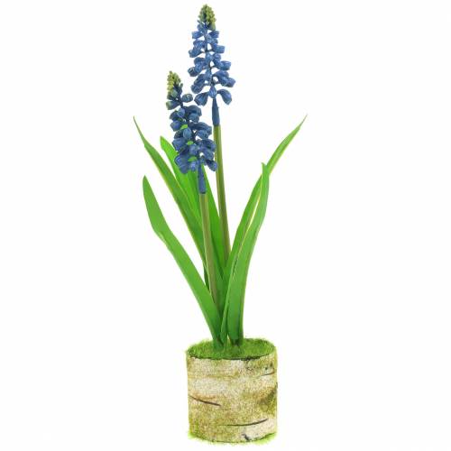 Floristik24 Giacinto d&#39;uva in vaso di betulla blu 24 cm