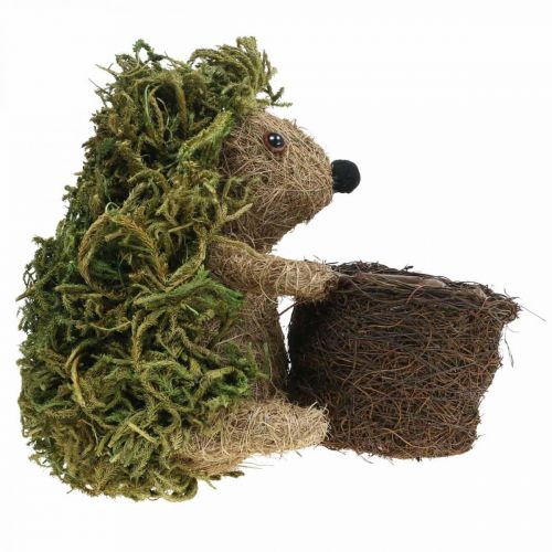 Floristik24 Riccio con cesto verde, decorazione autunnale per piantare, cesto decorativo per piante H24cm Ø9,5cm