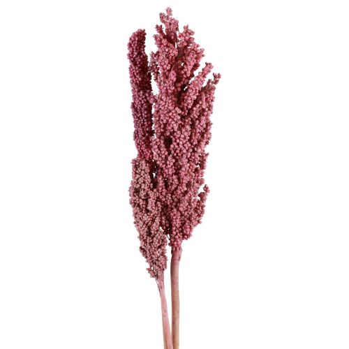 Fiori secchi di mais indiano mais indiano rosa 75 cm 3 pezzi