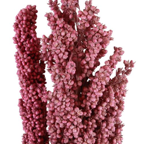 Floristik24 Fiori secchi di mais indiano mais indiano rosa 75 cm 3 pz
