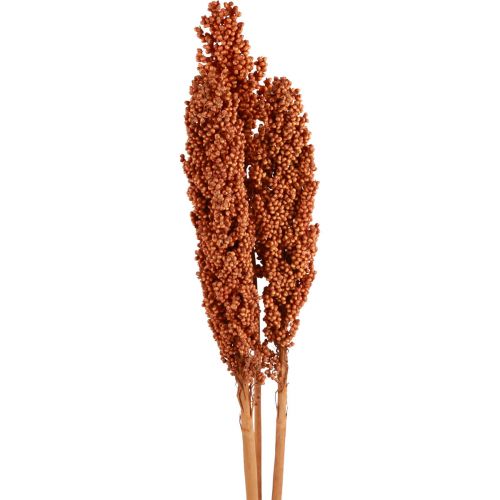 Floristik24 Fiori Secchi di Mais Indiano Mais Indiano Arancione 72 cm 3 pz