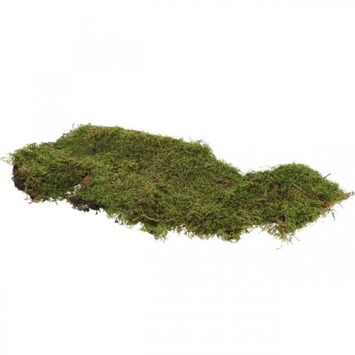 Floristik24 Muschio indiano muschio di foresta verde naturale 2kg