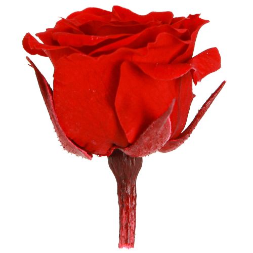 Floristik24 Infinity Roses Fiori veri Mini teste di rosa rosse Ø3cm 16 pezzi