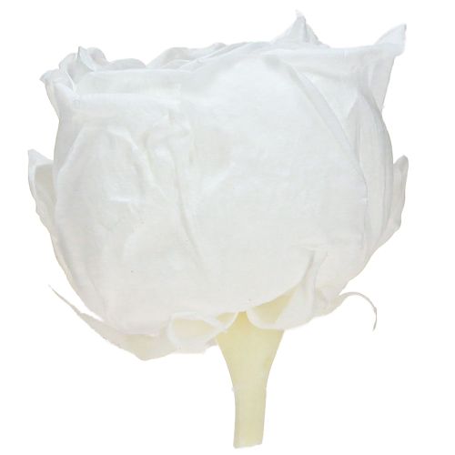 Prodotto Rose stabilizzate Rose vere Fiori stabilizzati Bianco Ø6cm 6pzi