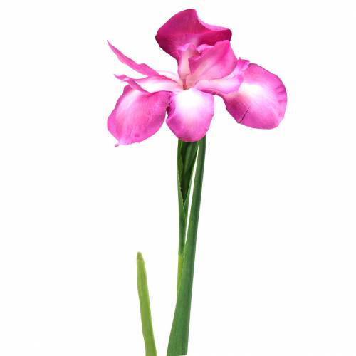 Floristik24 Iris artificiale Rosa 78 cm