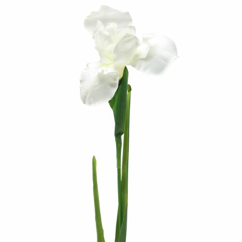 Floristik24 Iris bianco artificialmente 78 cm