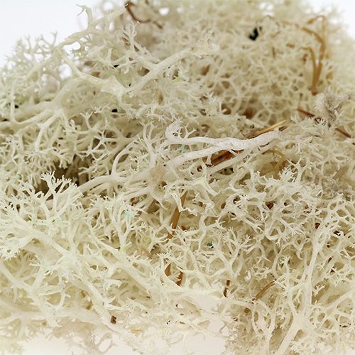 Prodotto Muschio islandese sbiancato 400g
