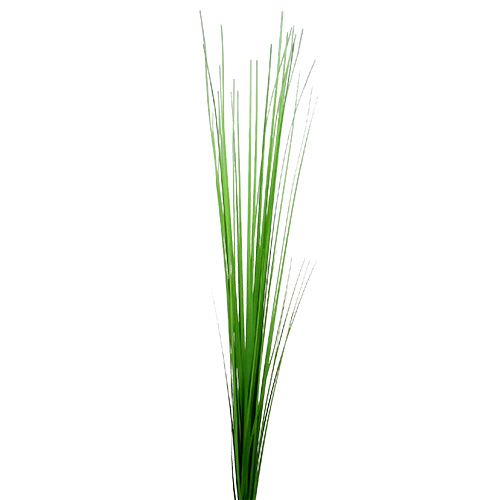 Floristik24 Isolepsisgrass verde chiaro 85cm 1p