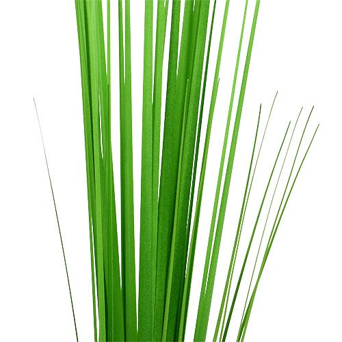 Floristik24 Isolepsisgrass verde chiaro 85cm 1p