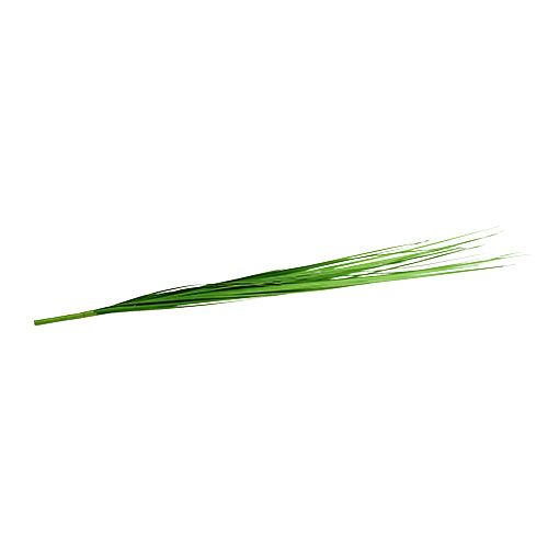 Floristik24 Isolepsisgrass verde chiaro 85cm 1p