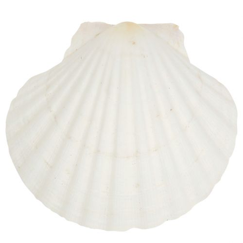 Floristik24 Capesante Bianche 15 pz