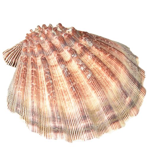 Prodotto Vere capesante naturali – sapore marittimo naturale 1 kg