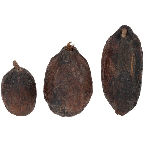 Prodotto Frutti di cacao, naturali, 10-18 cm, 15 pezzi