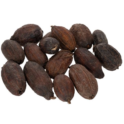 Prodotto Frutti di cacao, naturali, 10-18 cm, 15 pezzi