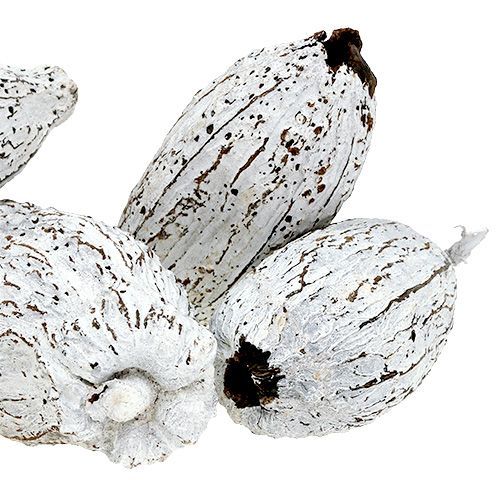 Prodotto Baccelli di cacao imbiancati 15 pz