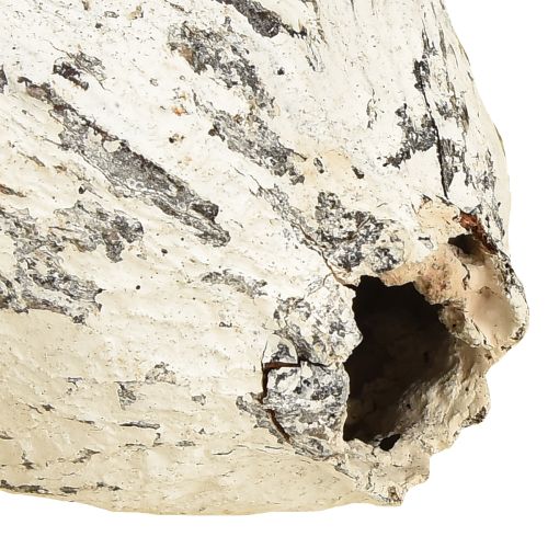 Prodotto Baccelli di cacao imbiancati 15 pezzi