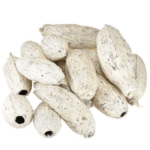 Prodotto Baccelli di cacao imbiancati 15 pezzi